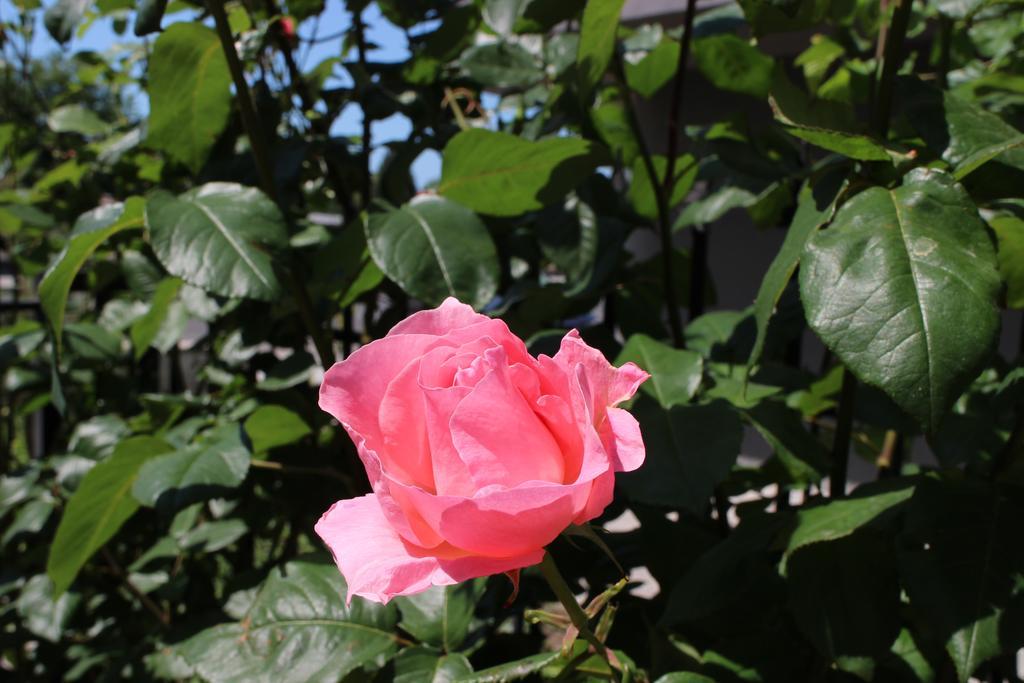 Flowers Apartments เนเซบาร์ ภายนอก รูปภาพ