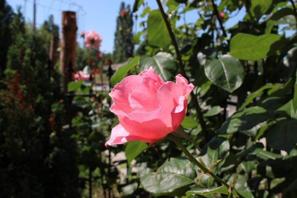 Flowers Apartments เนเซบาร์ ภายนอก รูปภาพ