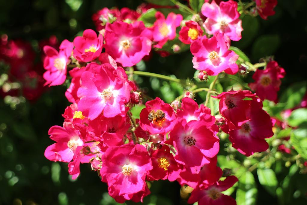 Flowers Apartments เนเซบาร์ ภายนอก รูปภาพ