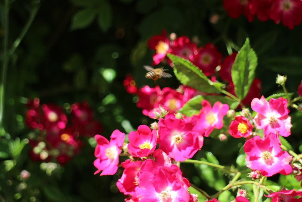 Flowers Apartments เนเซบาร์ ภายนอก รูปภาพ